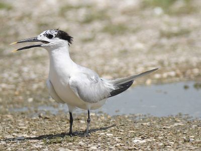sandwich tern BRD5328.JPG