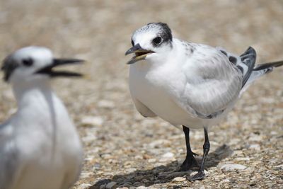 sandwich tern BRD5338.JPG