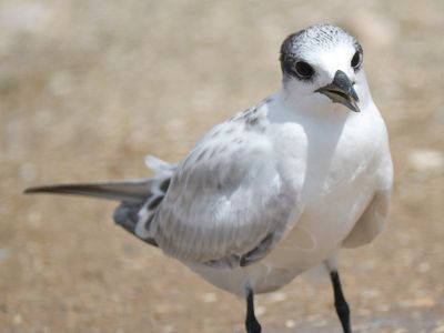sandwich tern BRD5343.JPG