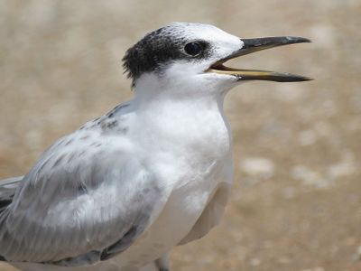 sandwich tern BRD5346.JPG