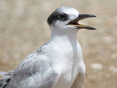sandwich tern BRD5348.JPG