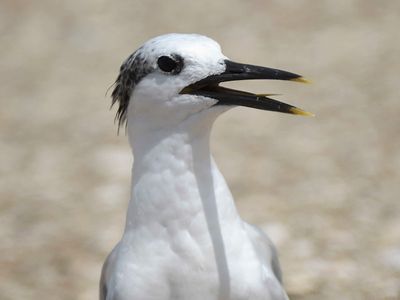 sandwich tern BRD5349.JPG