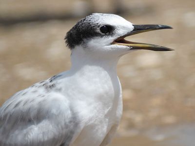 sandwich tern BRD5351.JPG