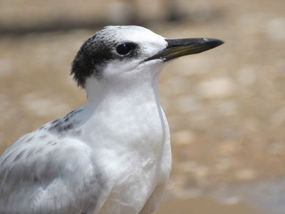 sandwich tern BRD5352.JPG