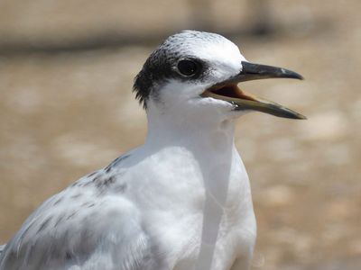 sandwich tern BRD5353.JPG
