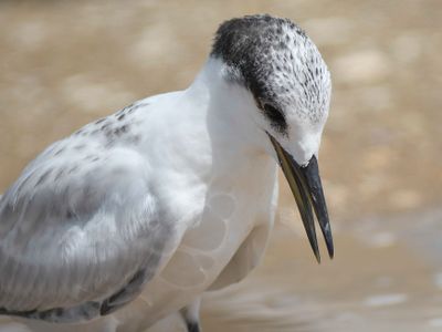 sandwich tern BRD5354.JPG
