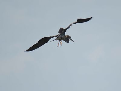 great blue heron BRD5433.JPG