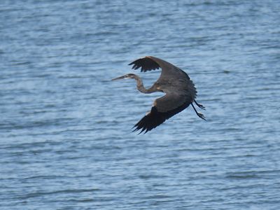 great blue heron BRD5436.JPG
