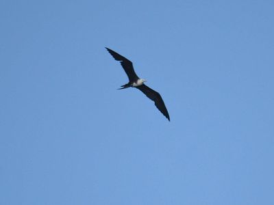 magnificent frigatebird BRD5415.JPG