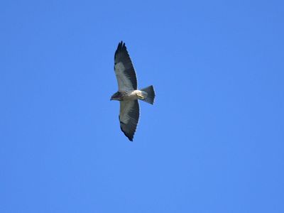 2025 Hawk Watch