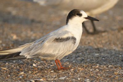 common tern BRD5465.JPG