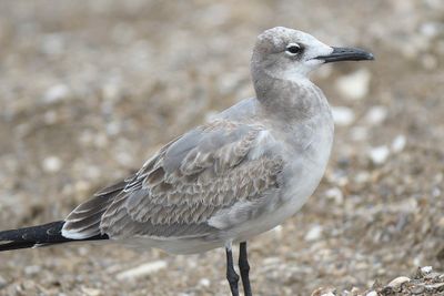 lauging gull BRD5486.JPG