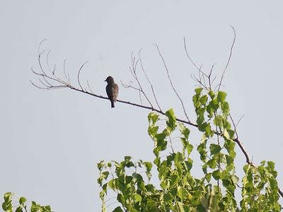 olive-sided flycatcher BRD5474.JPG