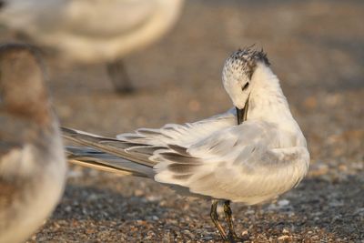 sandwich tern BRD5461.JPG
