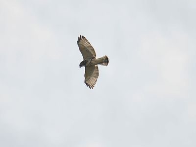 broad-winged hawk BRD5697.JPG
