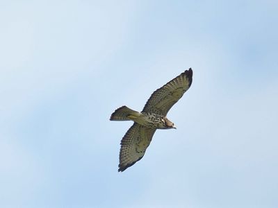 broad-winged hawk BRD5741.JPG