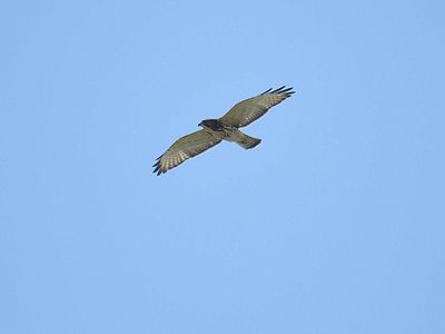 broad-winged hawk BRD5752.JPG