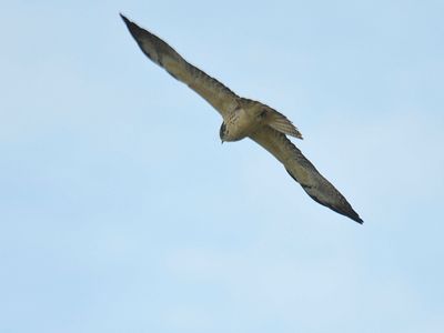 swainson's hawk BRD5716.JPG