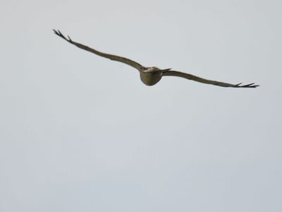 swainson's hawk BRD5728.JPG
