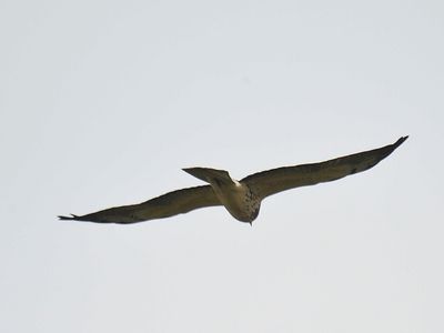 swainson's hawk BRD5729.JPG