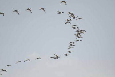 white ibis BRD5692.JPG