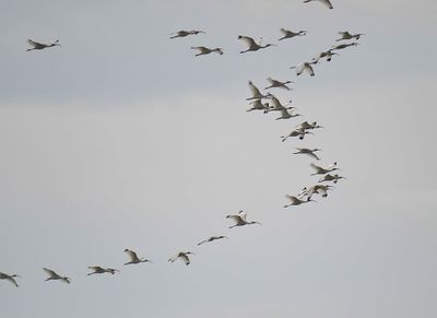 white ibis BRD5694.JPG