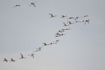 white ibis BRD5696.JPG