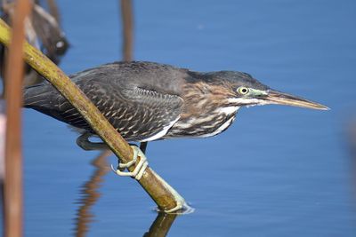 green heron BRD5506.JPG