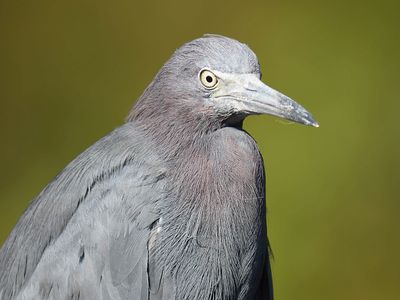 little blue heron BRD5534.JPG
