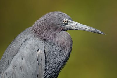 little blue heron BRD5538.JPG