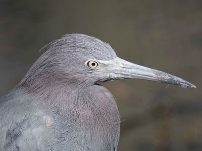 little blue heron BRD5544.JPG