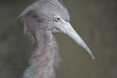little blue heron BRD5559.JPG