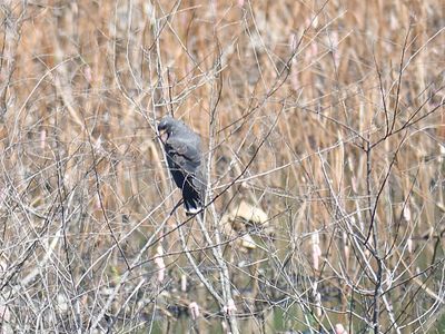 snail kite BRD5575.JPG