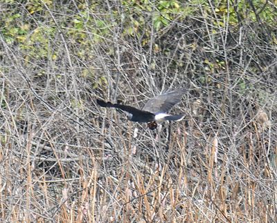 snail kite BRD5603.JPG