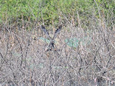 snail kite BRD5630.JPG