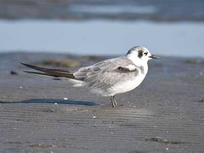 black tern BRD5882.JPG