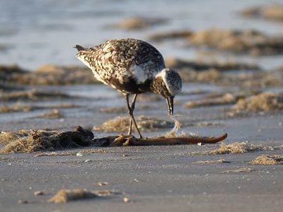 black-bellied plover BRD5802.JPG