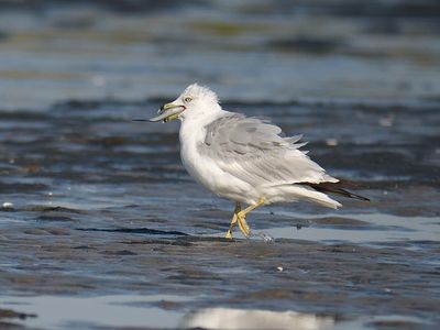 ring-billed gull BRD5888.JPG