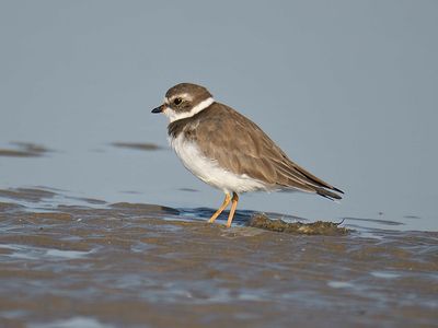 semipalmated plover BRD5875.JPG