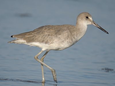 wesern willet BRD5856.JPG
