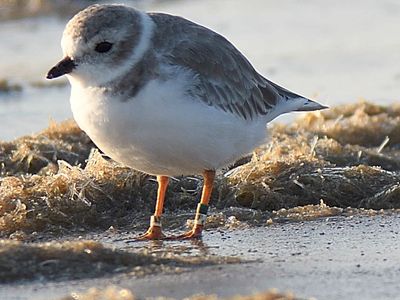 piping plover band BRD5796.JPG