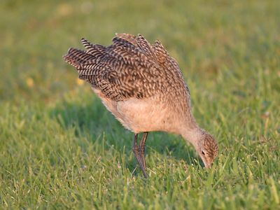 marbled godwit BRD5769.JPG
