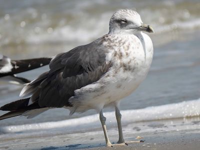 lesser black-backed gull BRD5961.JPG