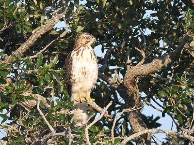 broad-winged hawk BRD5989.JPG