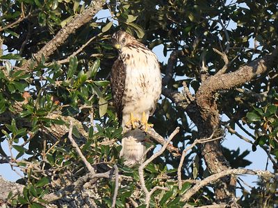 broad-winged hawk BRD5991.JPG
