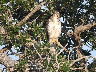broad-winged hawk BRD5993.JPG