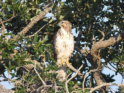 broad-winged hawk BRD5994.JPG