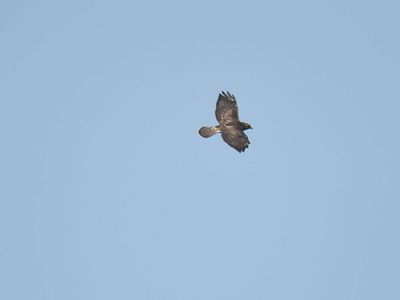 broad-winged hawk BRD5996.JPG
