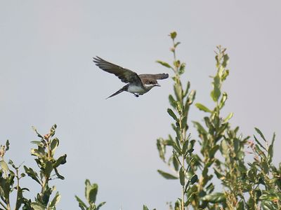 eastern kingbird BRD6009.JPG