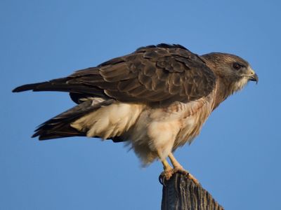 swainson's hawk BRD5975.JPG